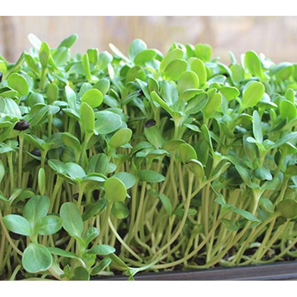 Hạt Giống Rau Mầm Hướng Dương