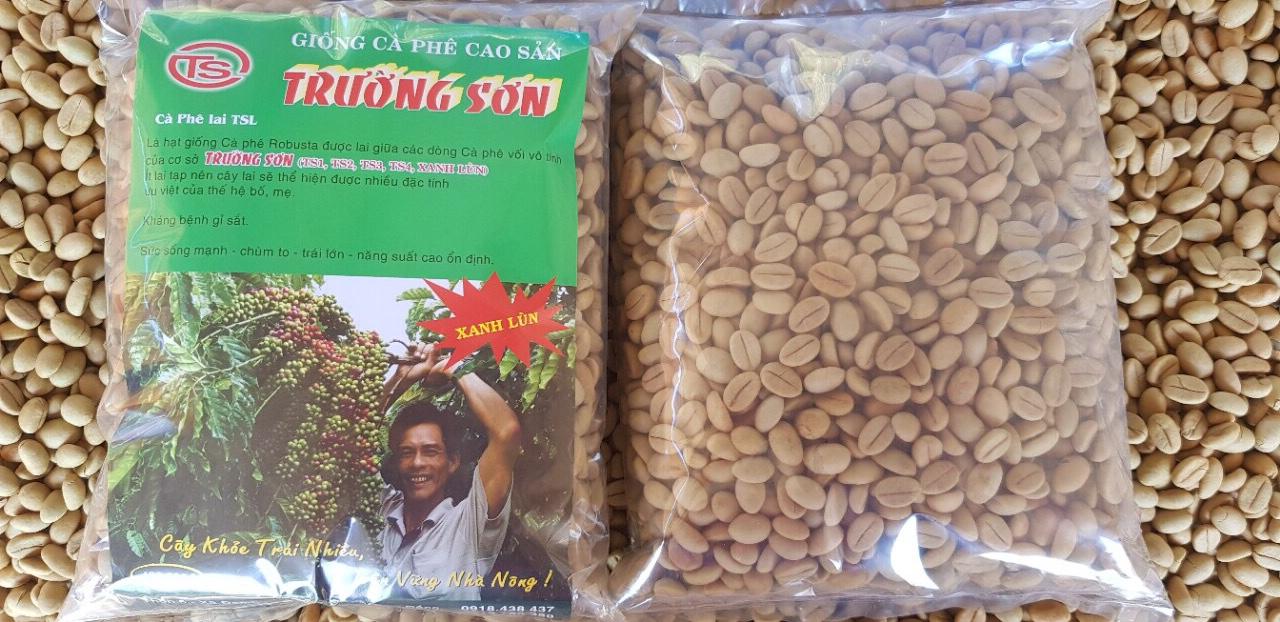 200 GRAM Hạt giống Cây Cà Phê Xanh Lùn HẠT TUYỂN CHỌN BAO NẢY MẦM