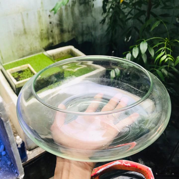 Bể cá mini, bể cá TRÒN THẤP