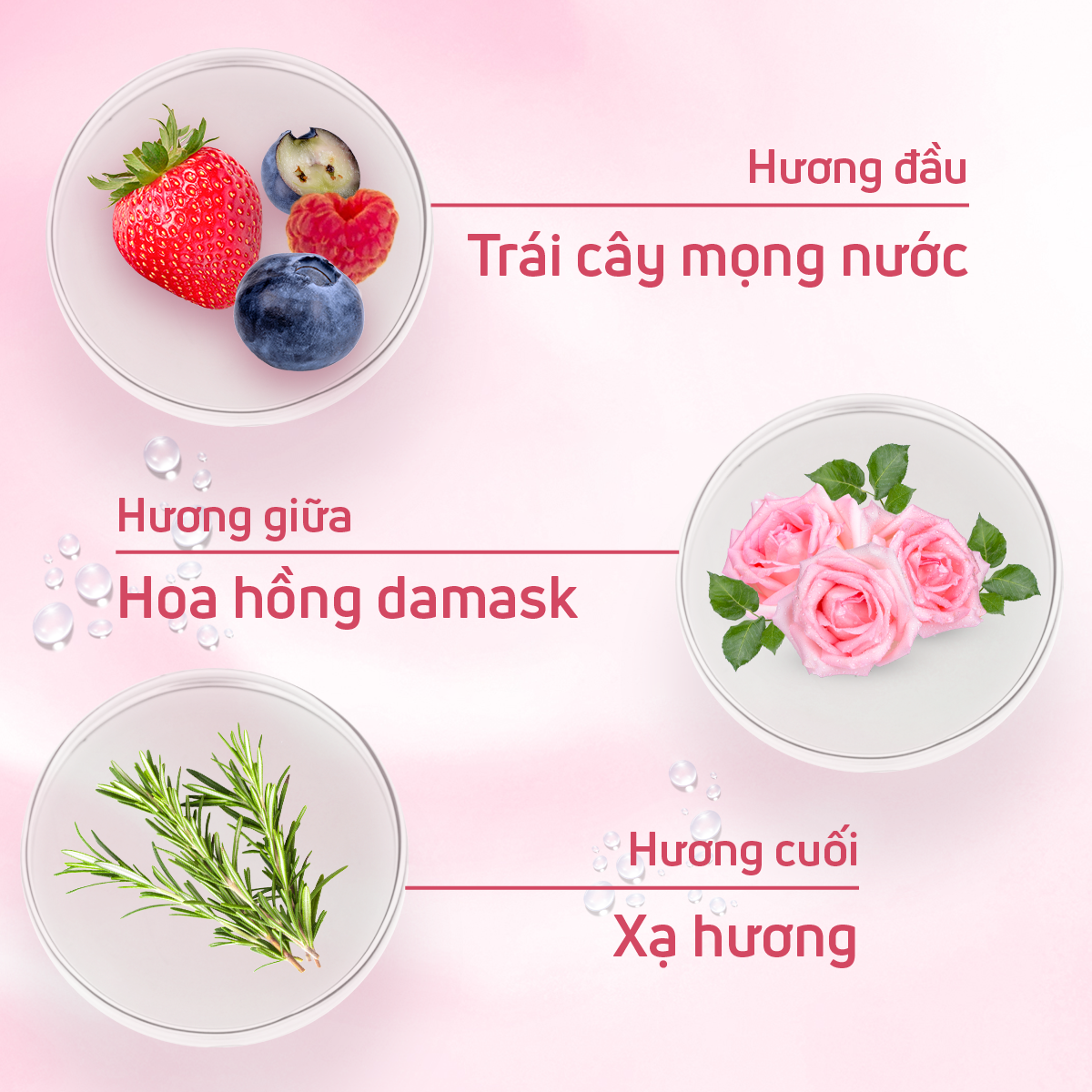 Nước hoa nữ adopt Absolu D'amour hương hoa hồng trẻ trung năng động dung tích 30ml lưu hương 6h-8h
