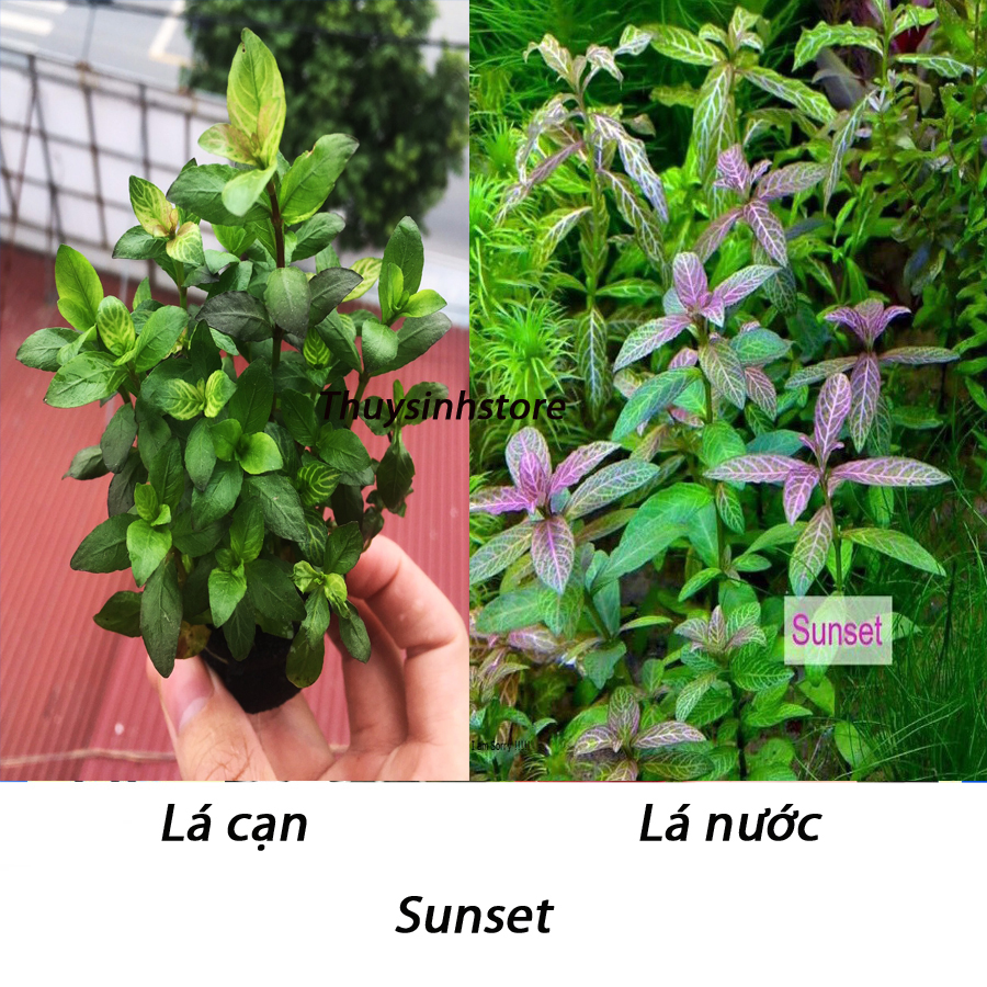 Cây thủy sinh Sunset lá cạn 15 nhánh - Cây cắt cắm