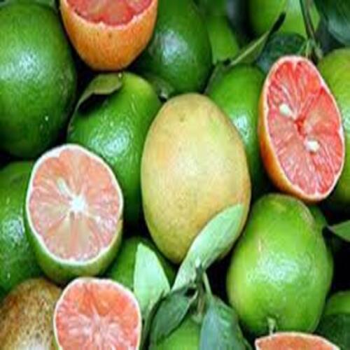 Cây giống chanh đào hàng chuẩn