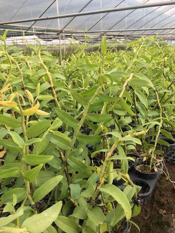 Phong lan giả hạc mắt xước