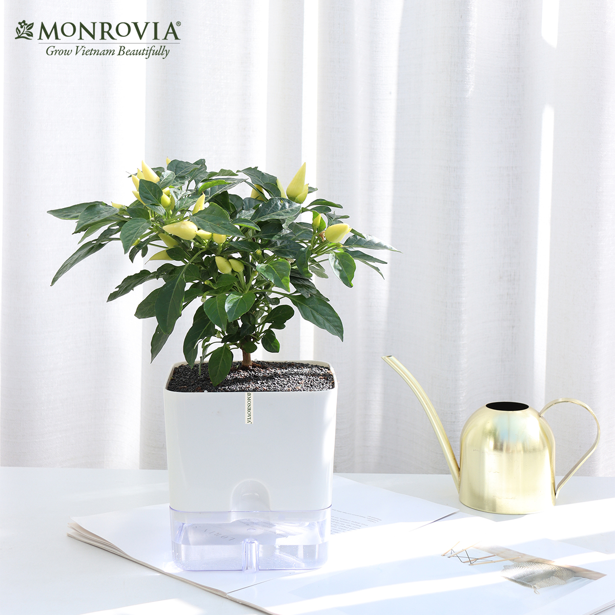 Chậu trồng cây tự tưới để bàn Monrovia, thiết kế thông minh, decor văn phòng, trong nhà, sang trọng, Tiêu chuẩn Châu Âu