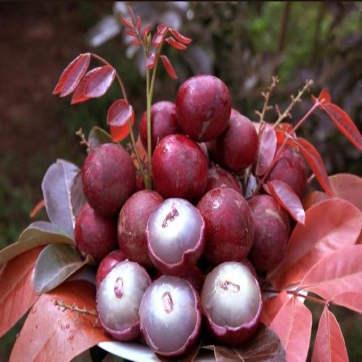 CÂY GIỐNG NHÃN TÍM SIÊU QUẢ SIÊU KINH TẾ