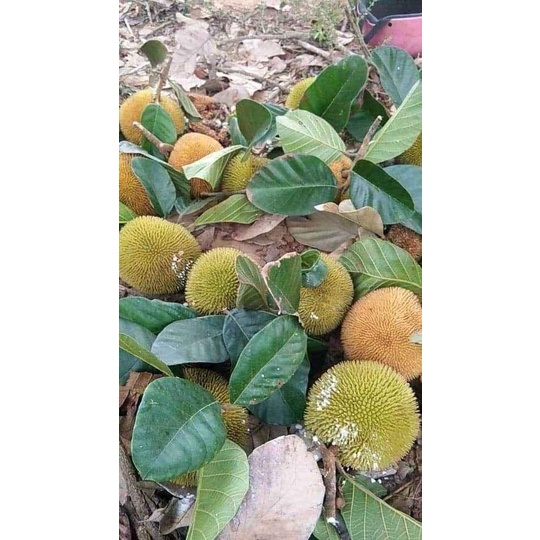 CÂY GIỐNG MÍT ẤN ĐỘ QỦA NHỎ SIÊU THƠM