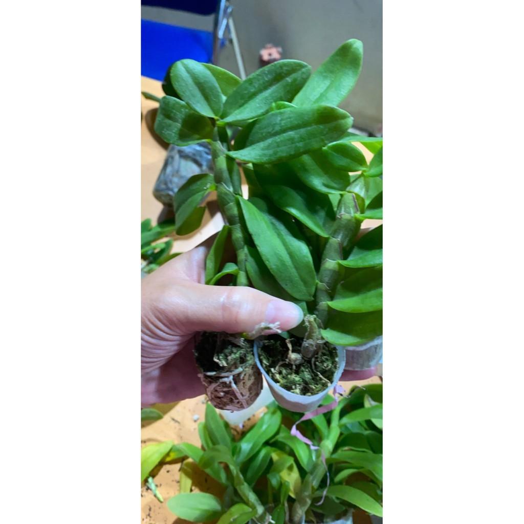 Hoa phong lan phi điệp lá mít gieo hạt+ 700g phân thỏ hữu cơ