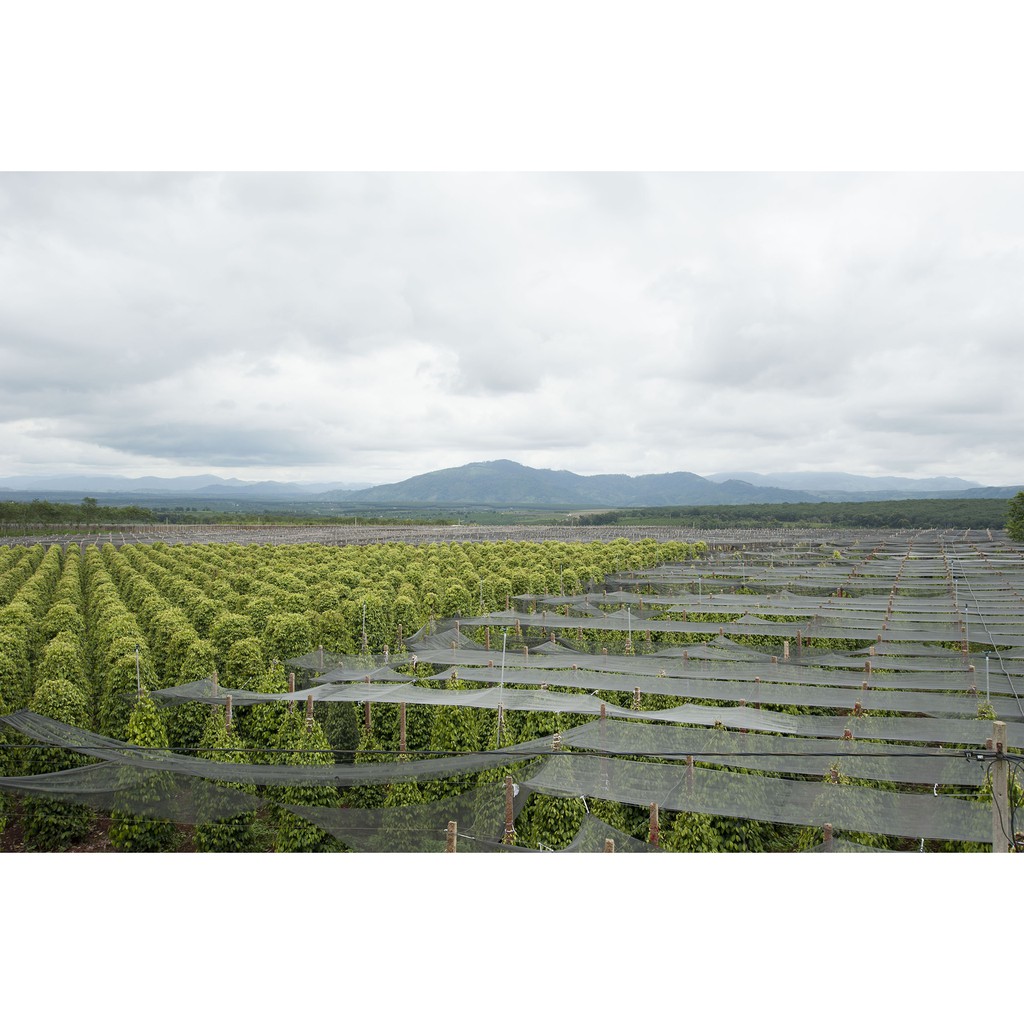 Tiêu Đen Hạt Farmers' Organic Cối Xay Vipep Hũ Thủy Tinh 55g