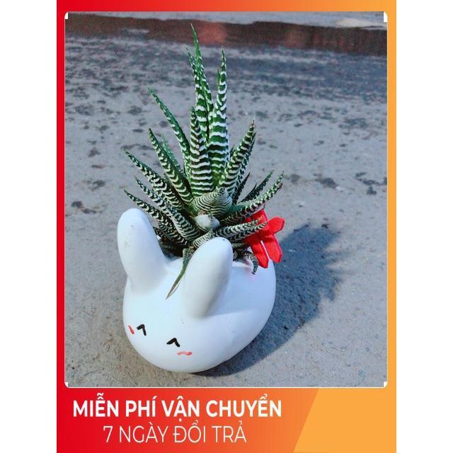 Chậu Móng Rồng Thỏ Trắng