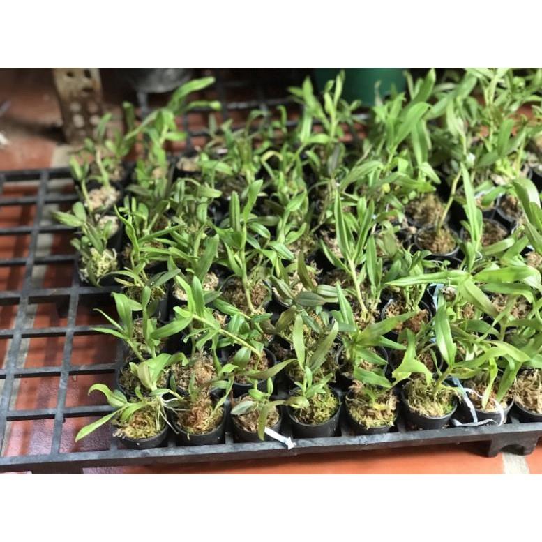 Dacklay cây giống