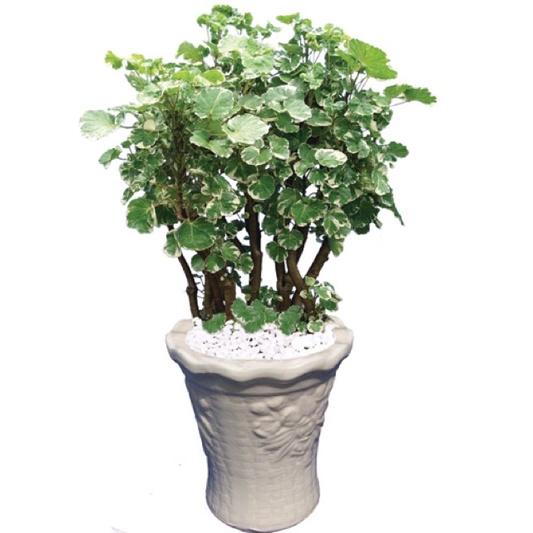 Đinh lăng lá tròn cẩm thạch, đinh lăng đồng tiền - cây giống