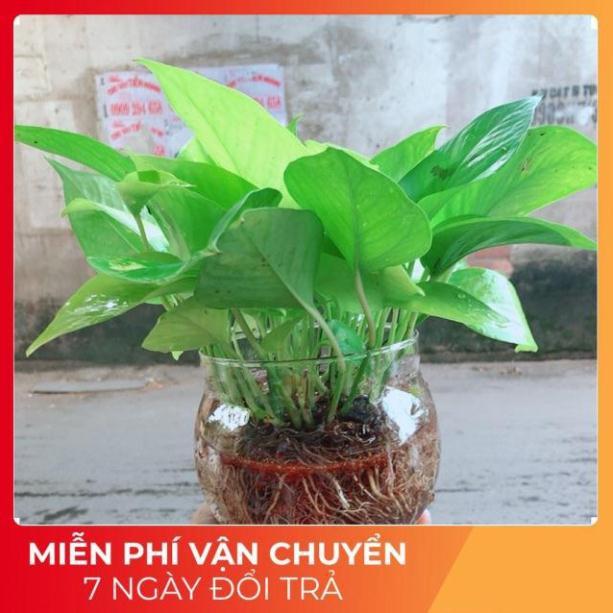 Trầu Bà Thái Vàng Trồng Thuỷ Sinh