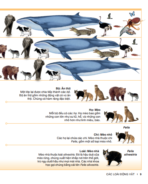 Tri Thức Trong Lòng Bàn Tay - Bách Khoa Thiếu Nhi - Động Vật (Bìa Cứng) (Tái Bản 2022)