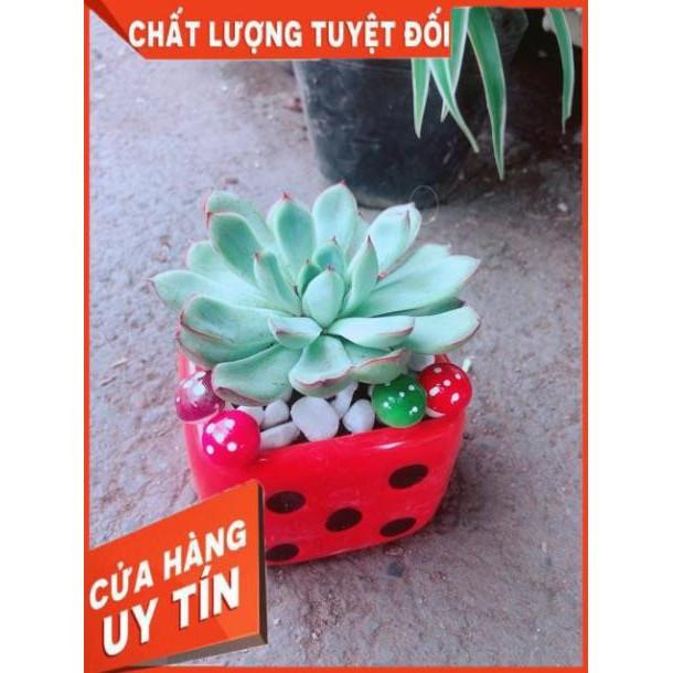 Chậu Sen Đá Viền Hồng