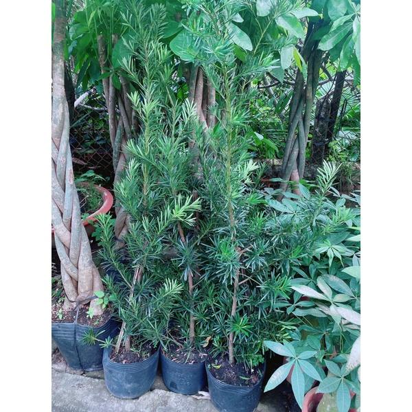 Tùng La Hán Hàng Lớn