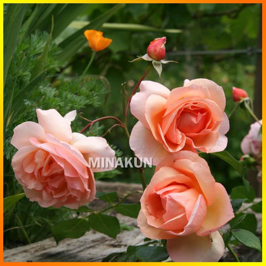 Hoa hồng ngoại Heaven On Earth Rose sang chảnh cực thơm