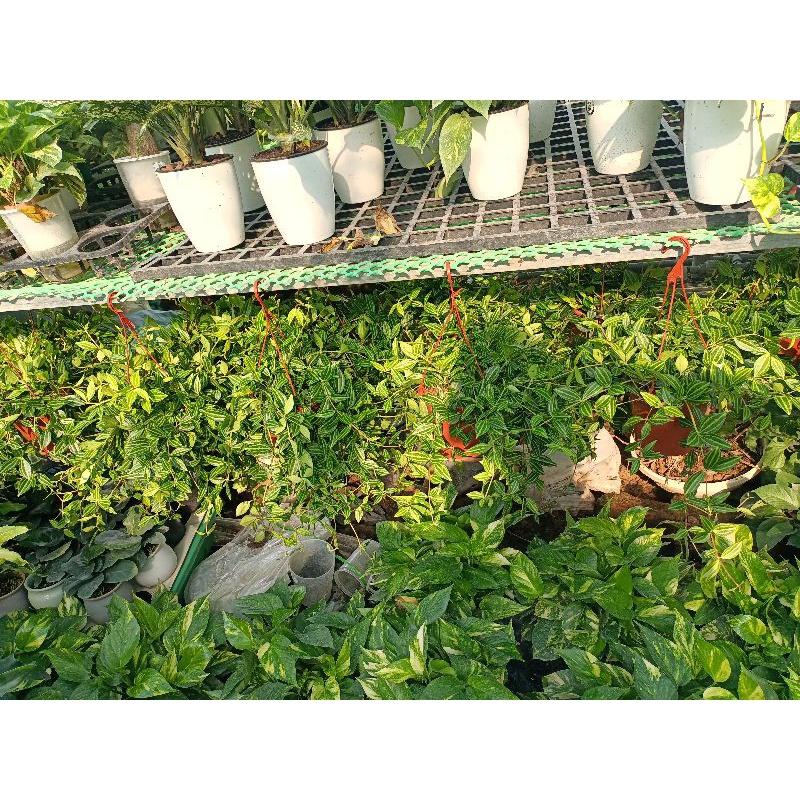 Cây Bình an giỏ treo 80k