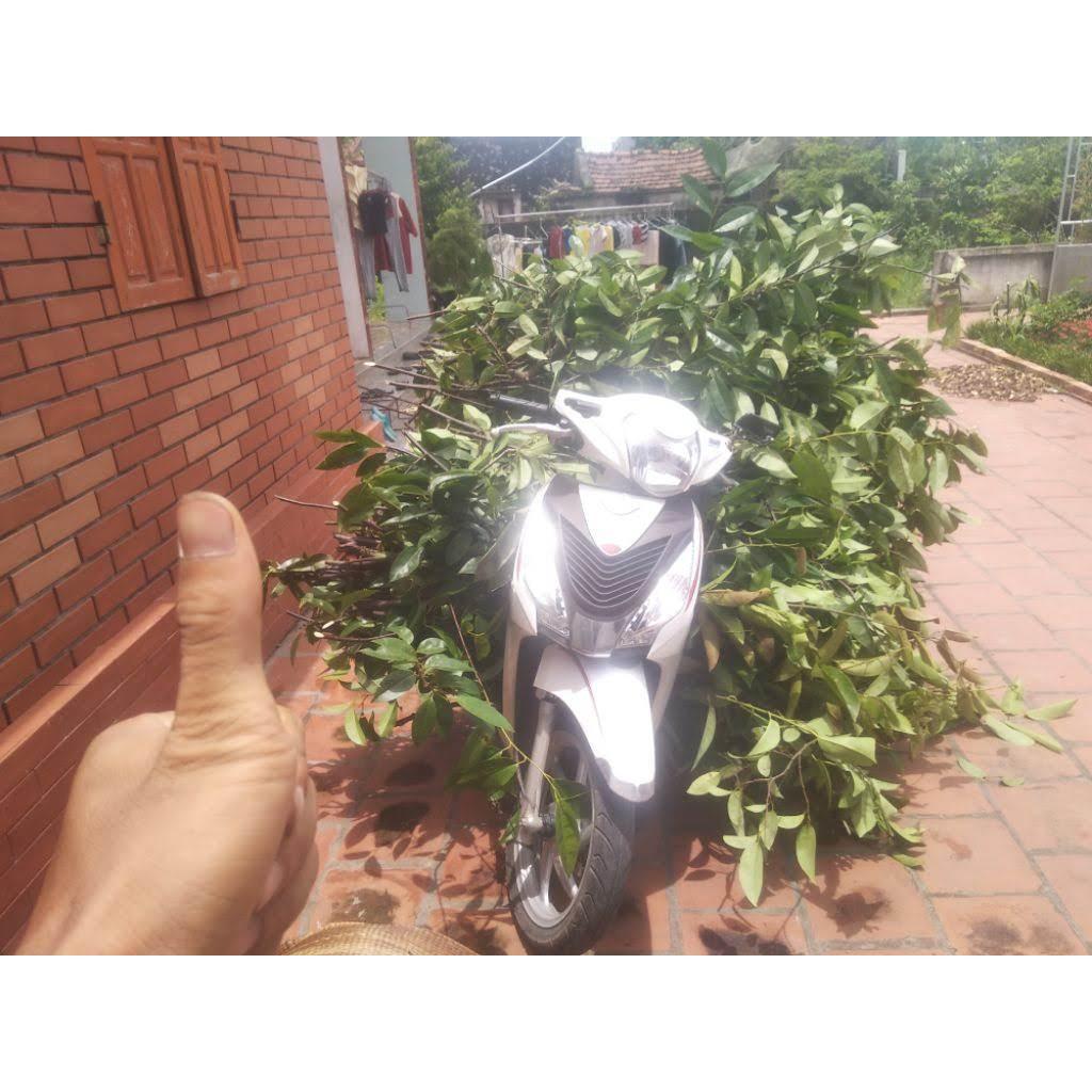 CHUẨN Bình bát khô