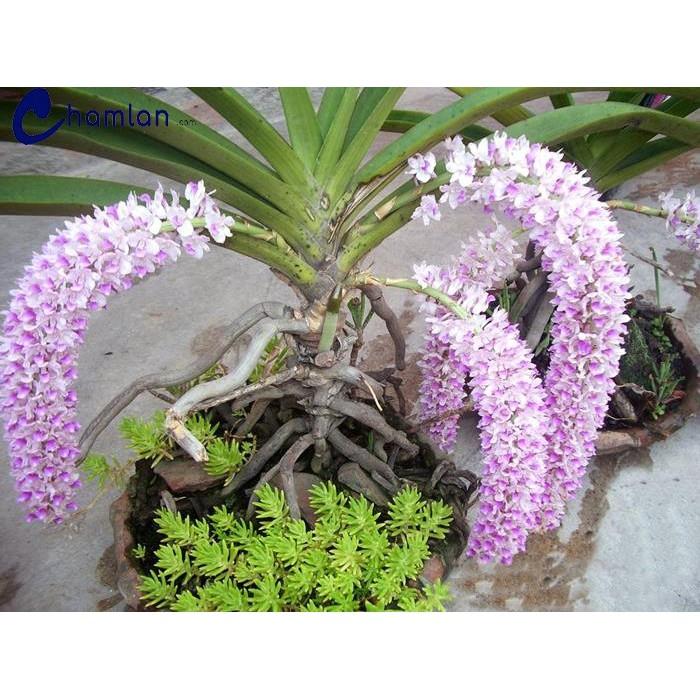 Combo 5 cây LAN GIÁNG HƯƠNG ĐUÔI CHỒN TÍM rừng lào TẶNG kèm PHÂN DÊ đã sử lý nấm mốc giúp cây ra dễ phát triển nhanh