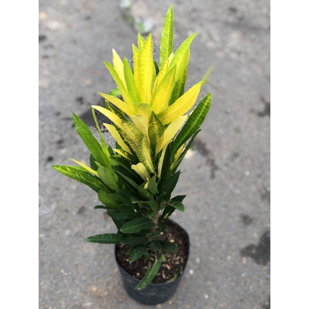 Chậu cây lá màu hoàng kim trồng nơi có nhiều nắng