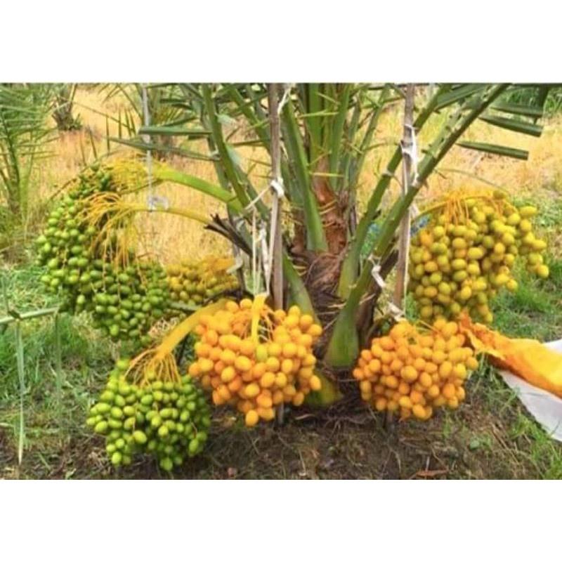 Cây giống chà là lùn trung đông - cây giống nhập khẩu israel, quả vàng