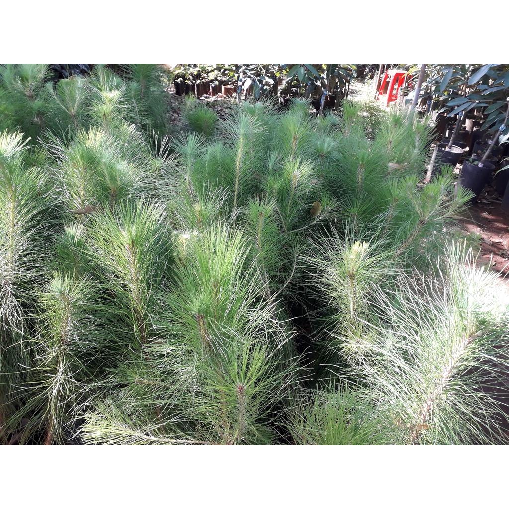 CÂY GIỐNG THÔNG NOEL