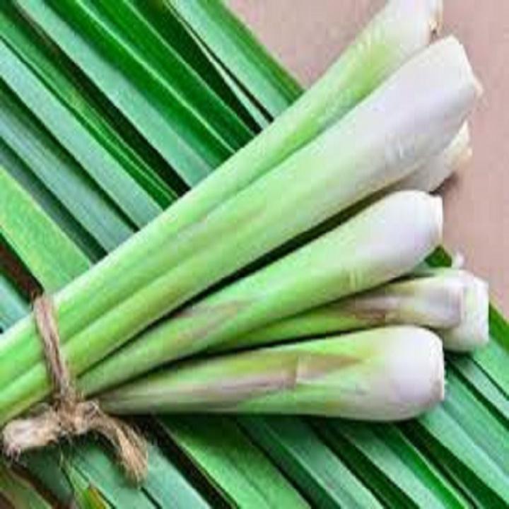 10 CÂY GIỐNG CỦ XẢ 981SP
