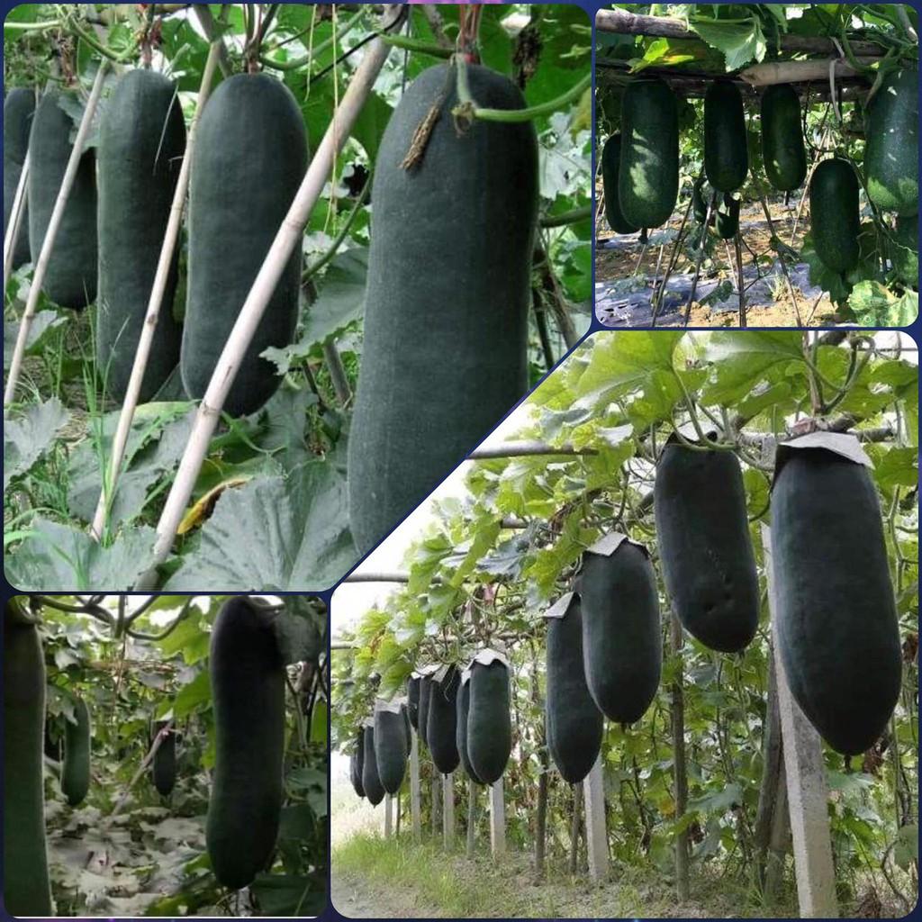 Hạt Giống Bí Sắt Khổng Lồ Năng Xuất Cao Gói 10 Hạt