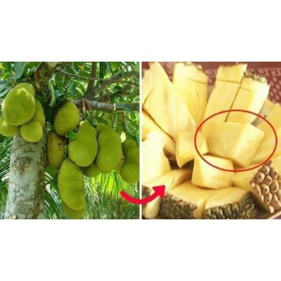 Mít Giống các loại