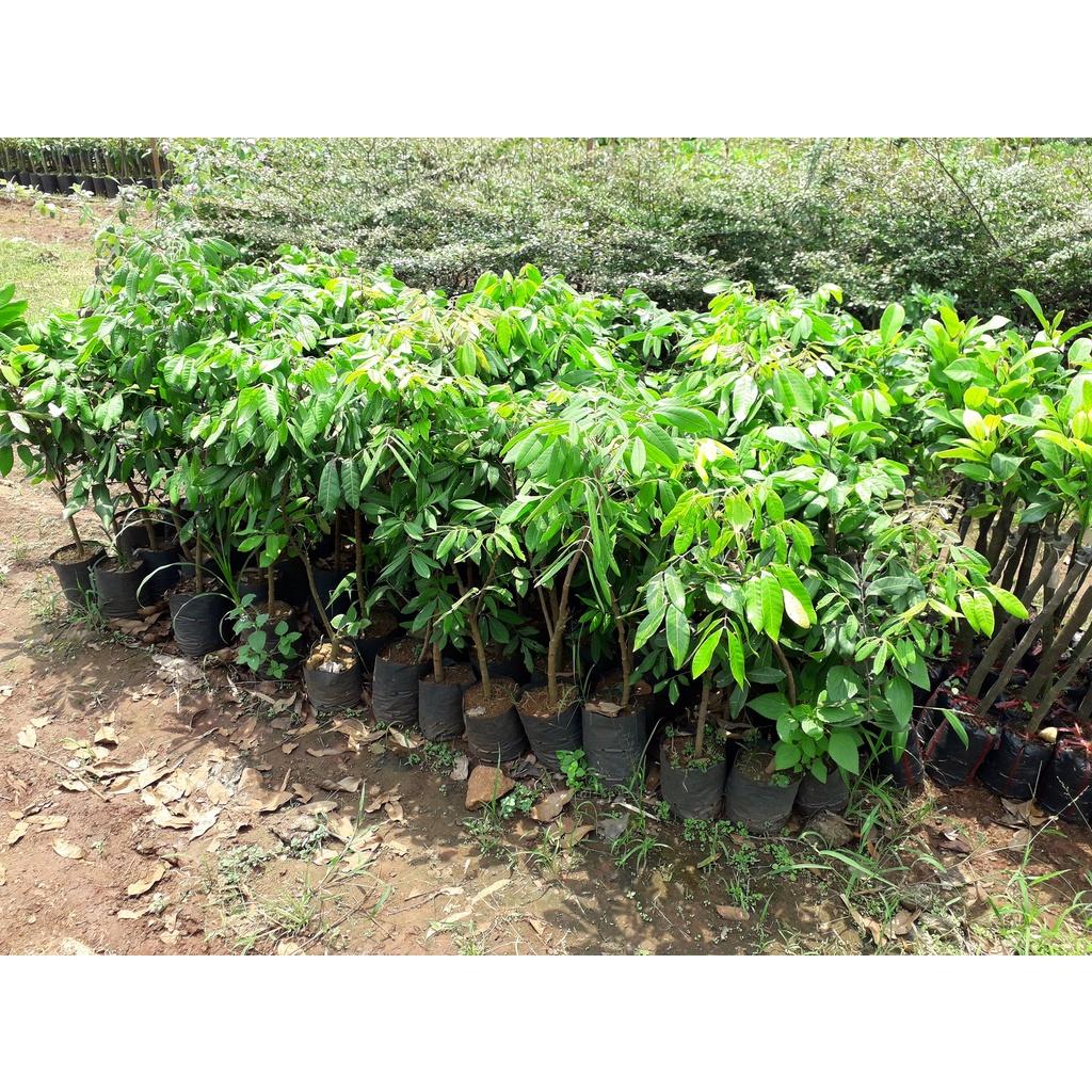 Cây Giống Nhãn Phát Tài siêu sớm.
