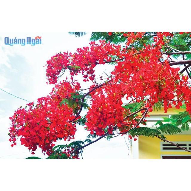 Cây hoa Phượng màu đỏ