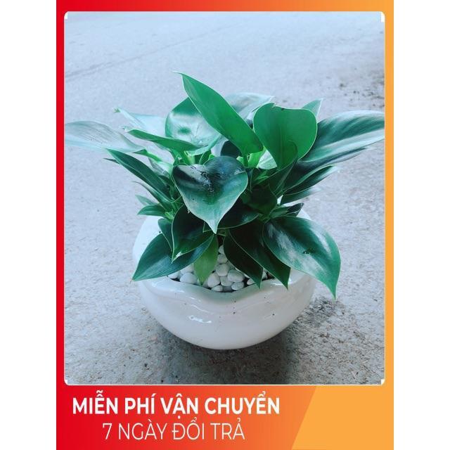 Chậu Trầu Bà Đế Vương