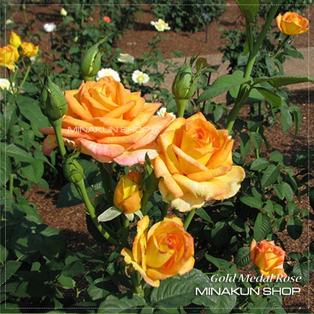 Hoa hồng ngoại Gold Medal hai màu cực đẹp