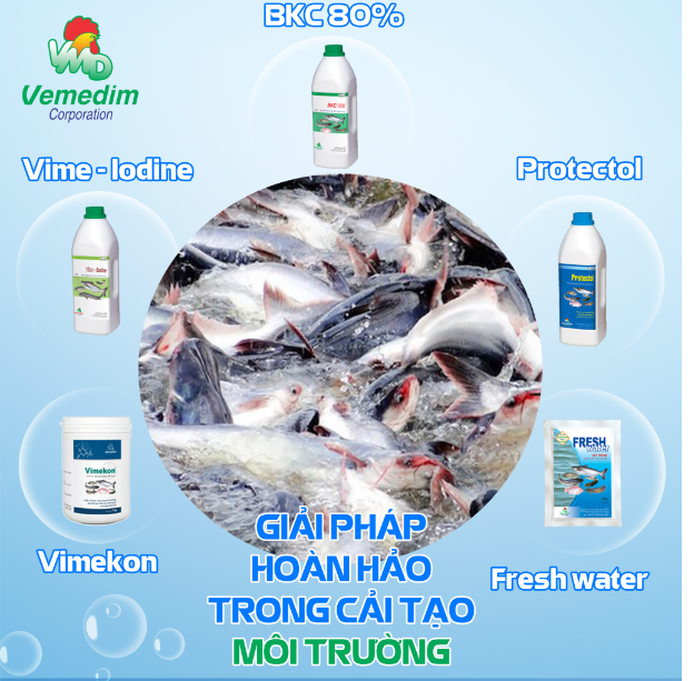 Bổ sung vitamin nhóm B tăng chuyển hóa thức ăn cho tôm cá B.Complex SF