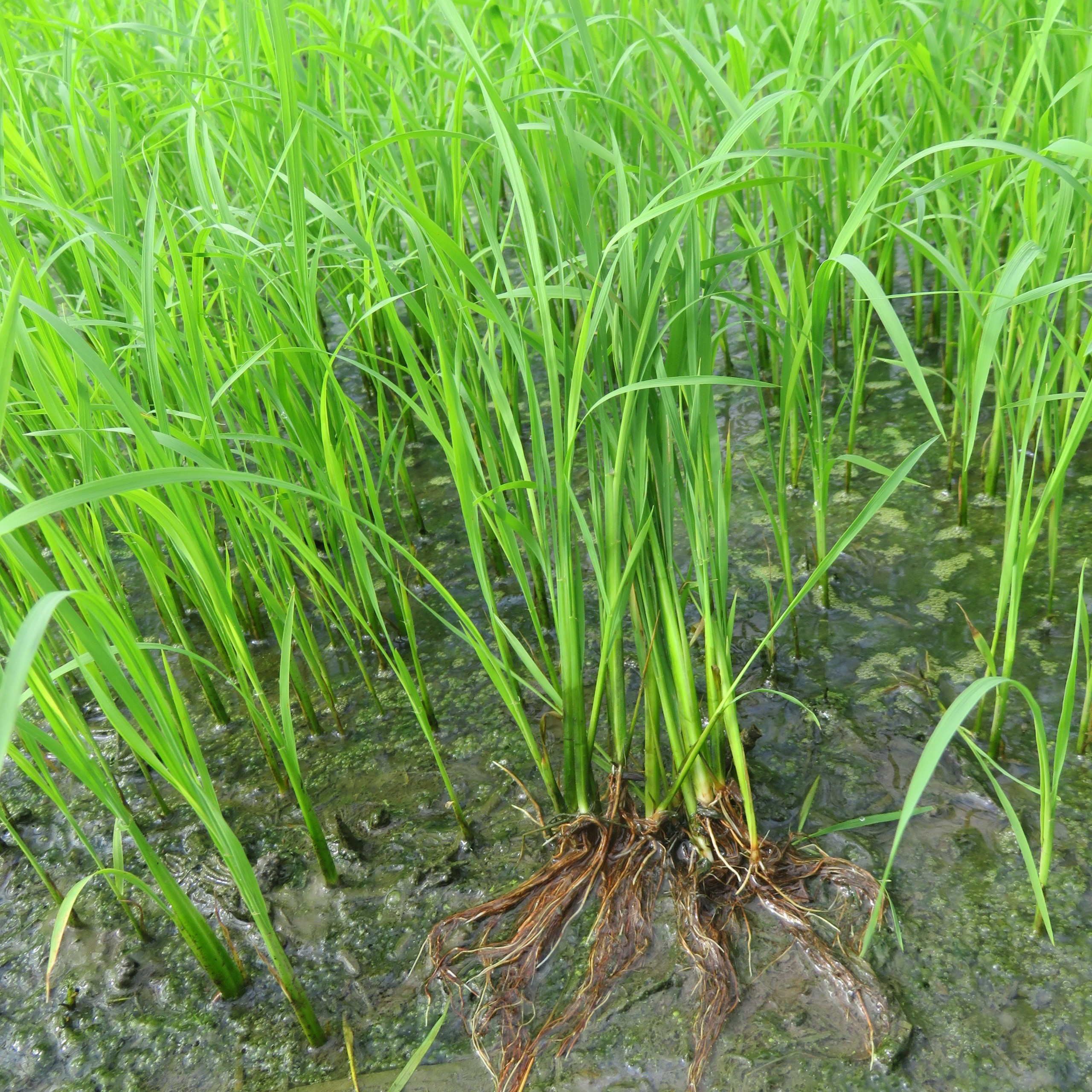 PHÂN BÓN GIÚP LÚA RA RỄ, NỞ BỤI MẠNH, PHÁT TRIỂN NHANH, XANH LÁ, MƯỚT LÁ - RA RỄ NỞ BỤI CHAI 1L