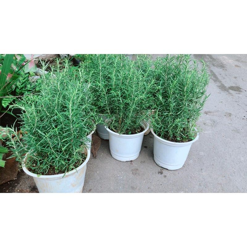 Hương Thảo đuổi muỗi tốt