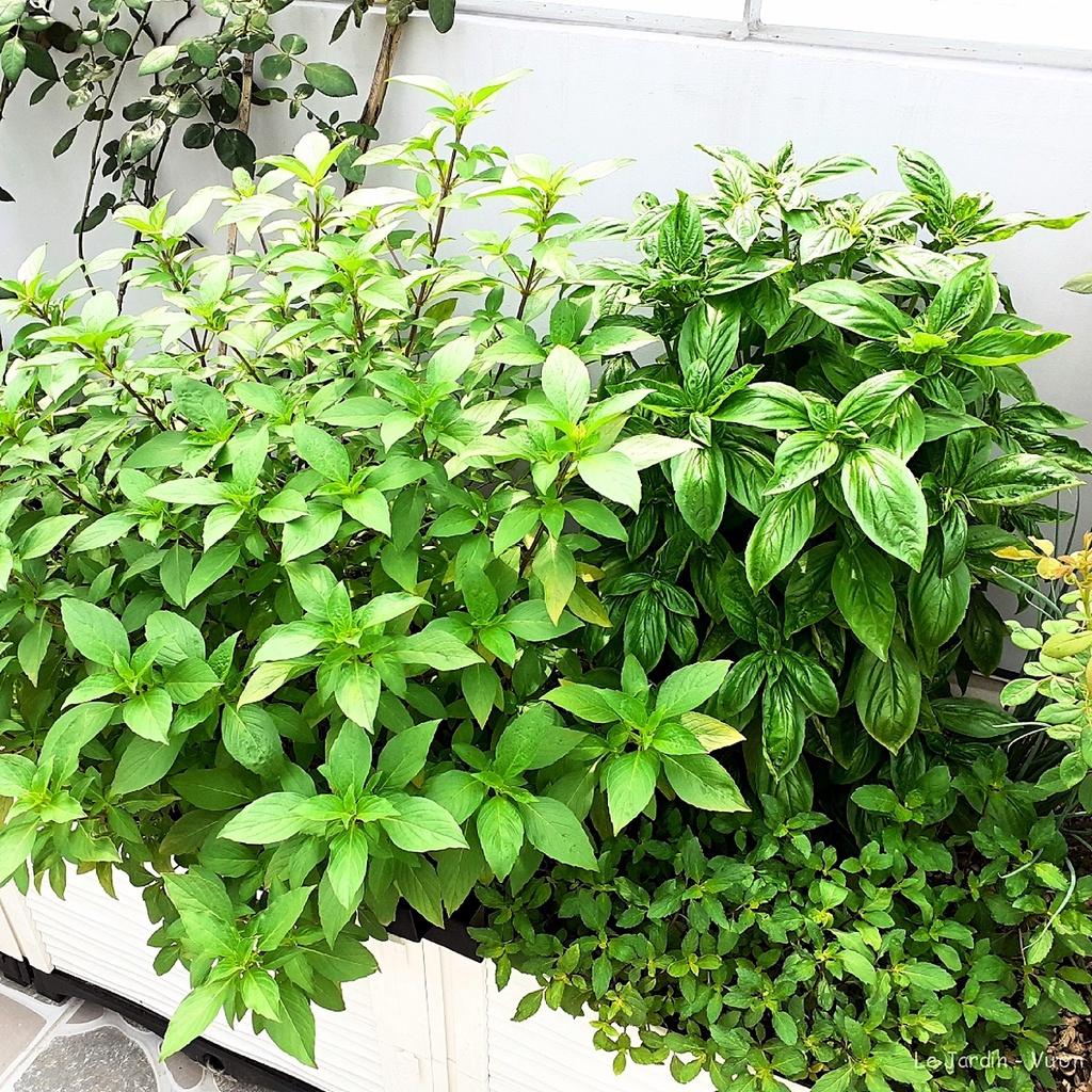 Hạt giống Basil gói 2gr - Chịu nhiệt, rất dễ trồng