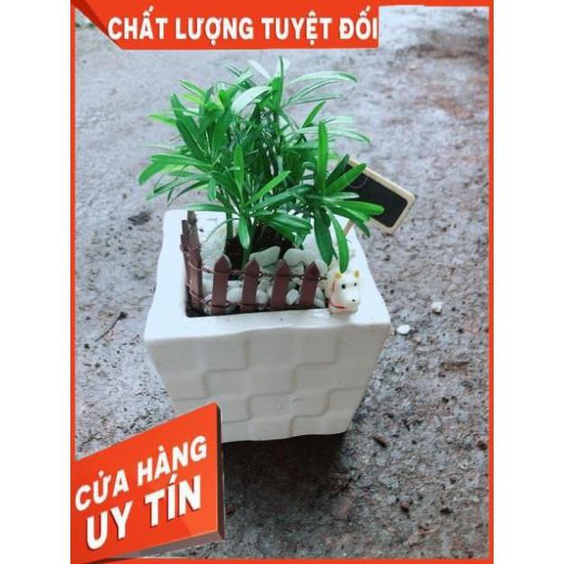 Chậu Tùng Vạn Niên