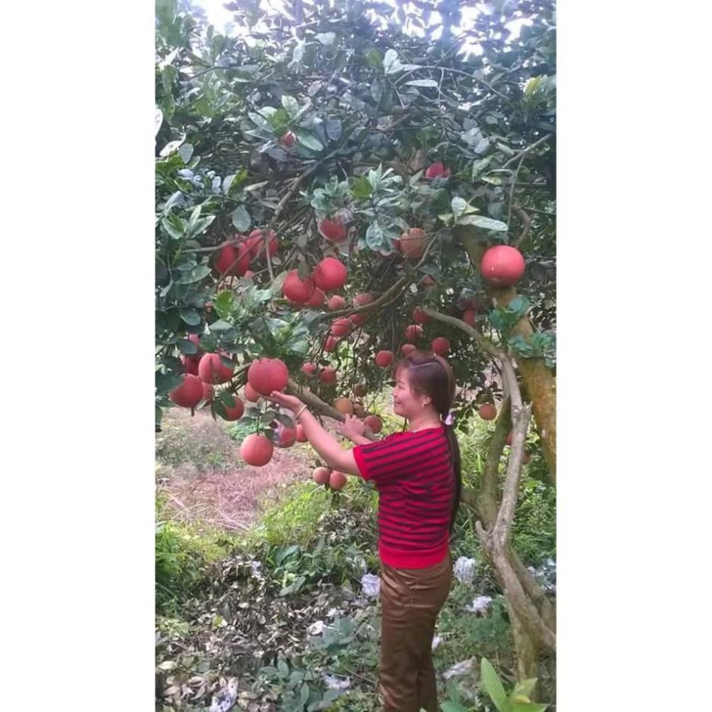 Combo 10 cây giống bưởi đỏ phúc kiến vỏ hồng ruột đỏ hàng ghép