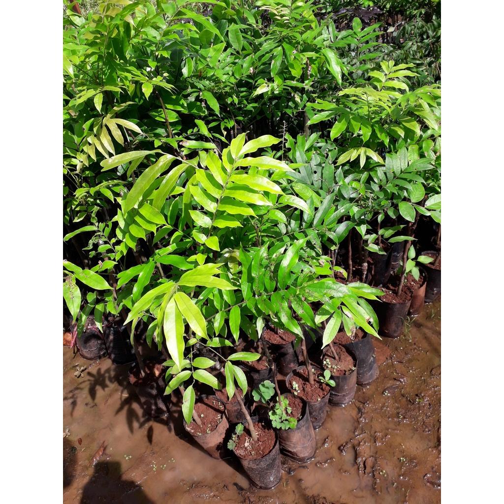 Cây GIỐNG SẤU