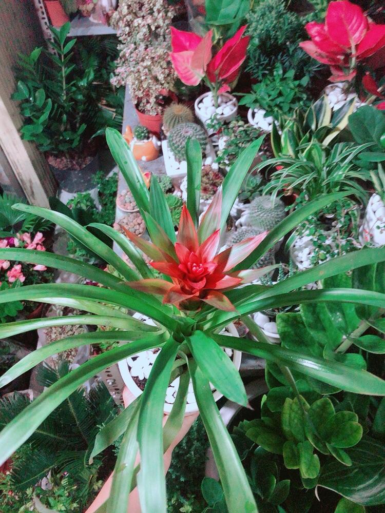 Chậu Cây Phong Lộc Hoa