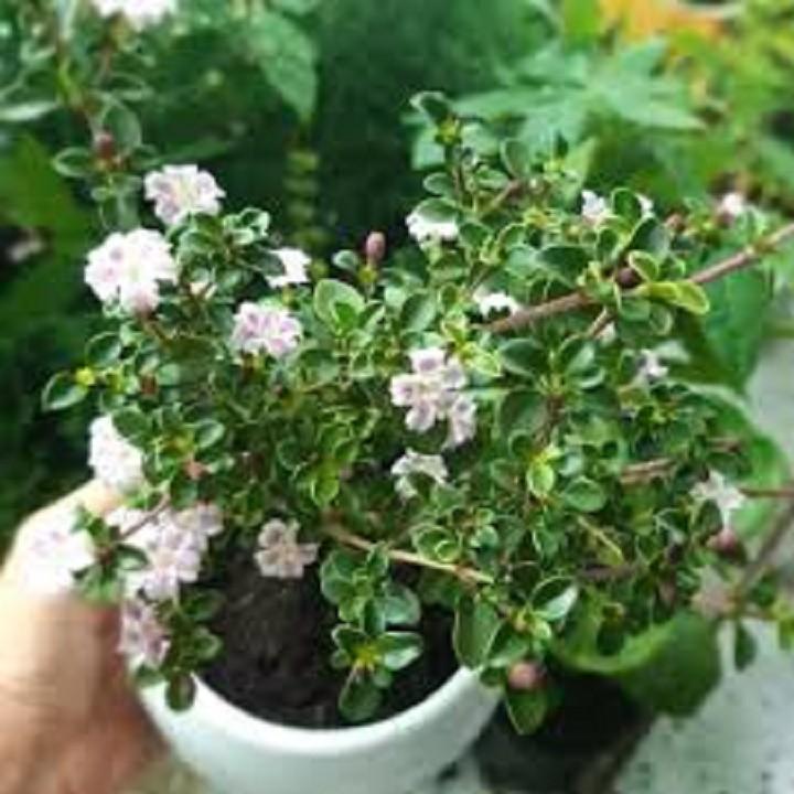 CHẬU HOA BẠCH TUYẾT MAI SIÊU ĐẸP, CHUẨN F1
