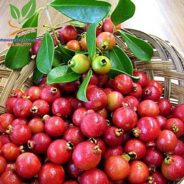 Cây Giống Ổi Sim Nhật