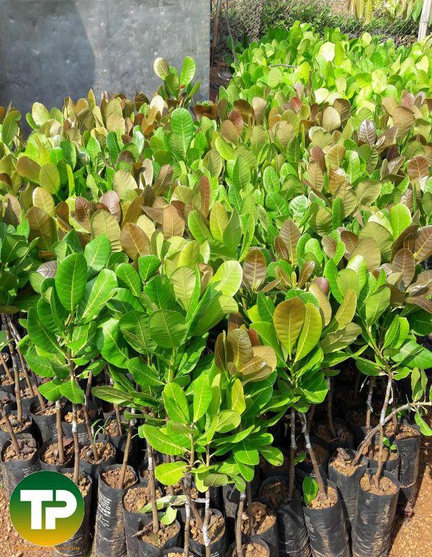 GIỐNG ĐIỀU AB29 – GIỐNG ĐIỀU GHÉP CAO SẢN NĂNG SUẤT VƯỢT TRỘI