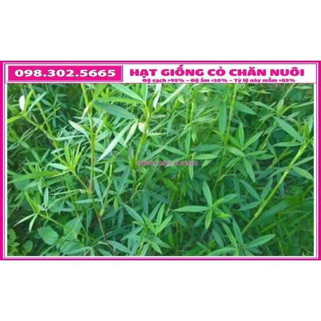 Hạt giống cỏ chăn nuôi STYLO gói 100g