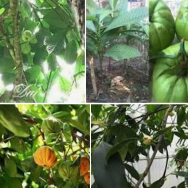 CÂY GIỐNG CÂY TAI CHUA