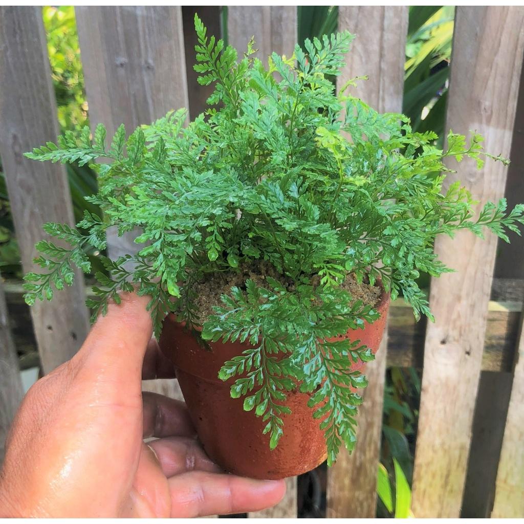 Chậu đất nung cây dương xỉ Pháp