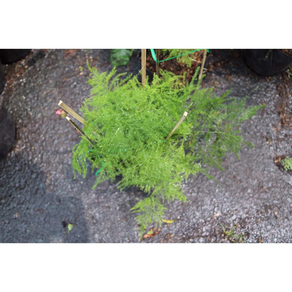 Chậu nhựa Thủy Tùng