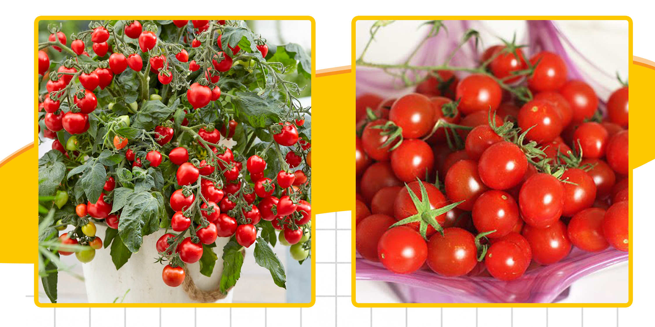Hạt giống Cà Chua Bi Đỏ Lùn Có Vị Chua Nhưng Giòn Ngọt Hơn Cà Chua Thông Thường, Dễ Trồng, Trồng Được Nhiều Vụ Trông Năm - Nông Sản Vàng