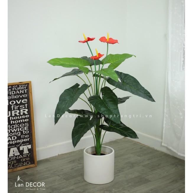 CÂY HOA HỒNG MÔN CAO 120CM - LC2373